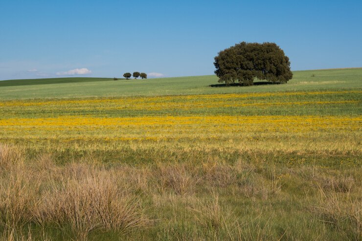 Foto grátis campo coberto de vegetação sob a luz do sol e um céu azul
