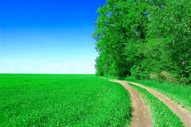 Foto grátis campo com árvores e caminho de terra