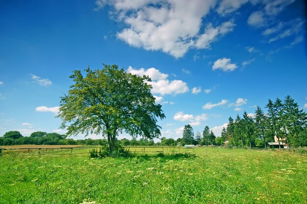 Campo com árvores e grama em um dia ensolarado