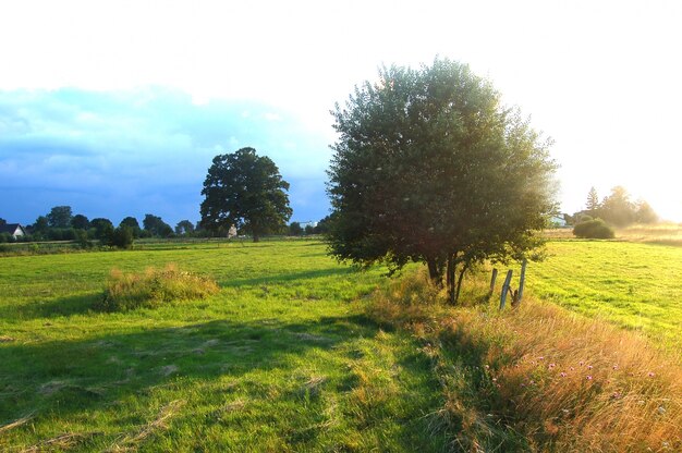 Campo com árvores e grama