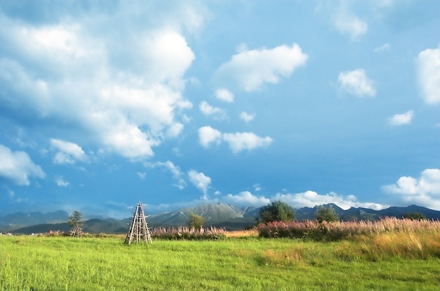 Campo com árvores e grama