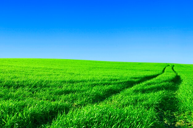 Campo com céu azul