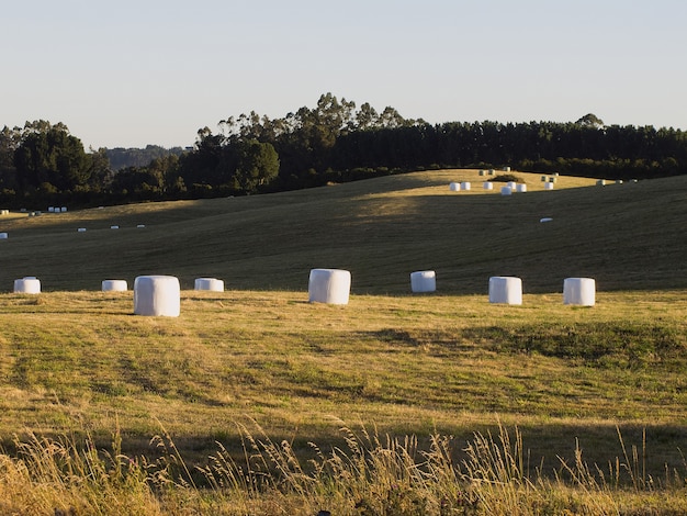 Campo com feno de grama combinado cercado por árvores