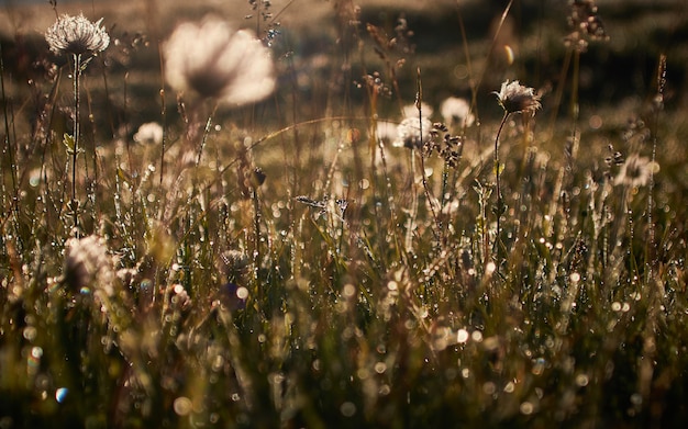 Campo com flores secas em um fundo desfocado