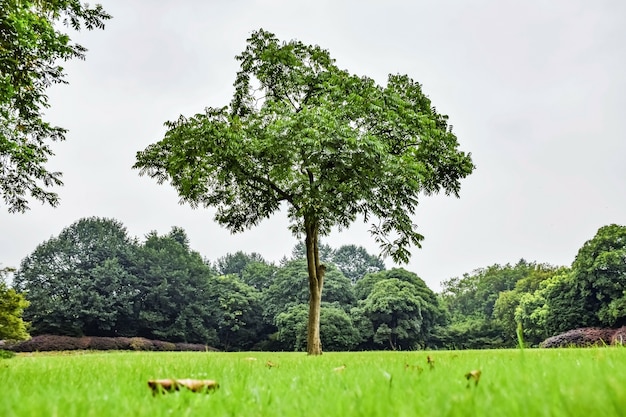 Campo com grama verde e árvores