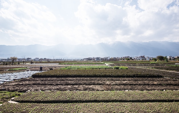 Foto grátis campo cultivar