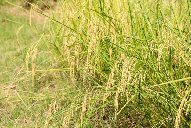 Campo de arroz maduro no fundo da natureza. Foto Premium