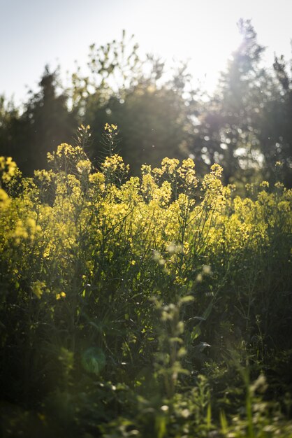 Campo de canola, rodeado por vegetação sob a luz solar com um fundo desfocado