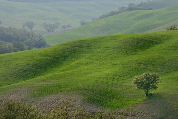 Campo de colinas