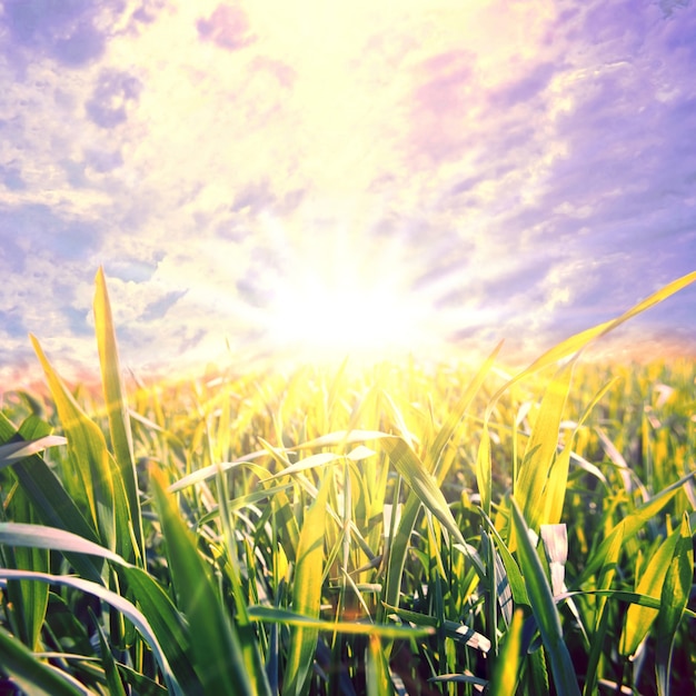 Campo de exploração agrícola verde com o sol no meio