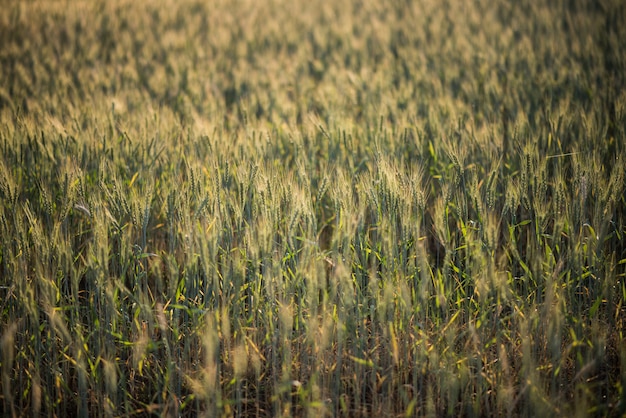 campo de fazenda de trigo