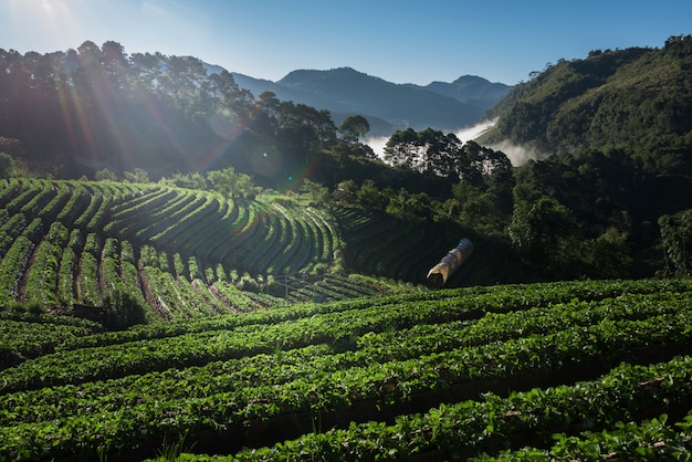 Campo de fazenda morango na montanha