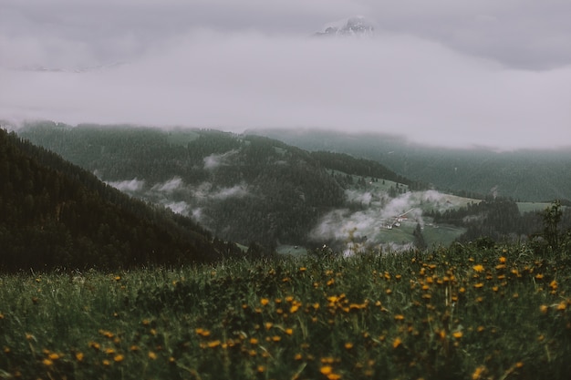 Foto grátis campo de flores amarelas perto da montanha sob o céu cinzento