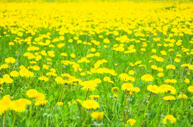 Campo de flores amarelas