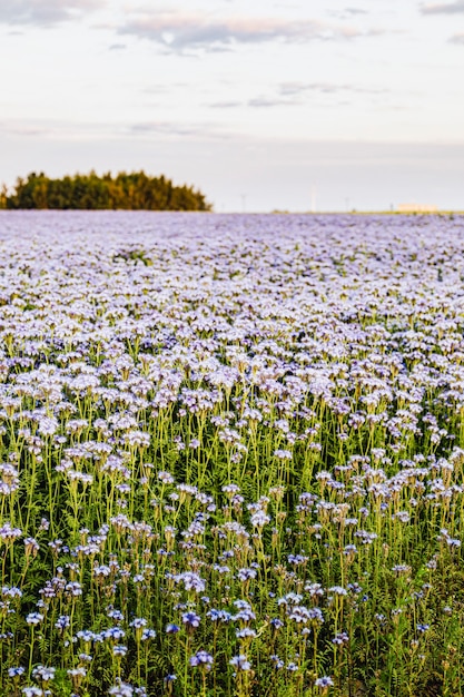 Campo de flores silvestres roxas no verão