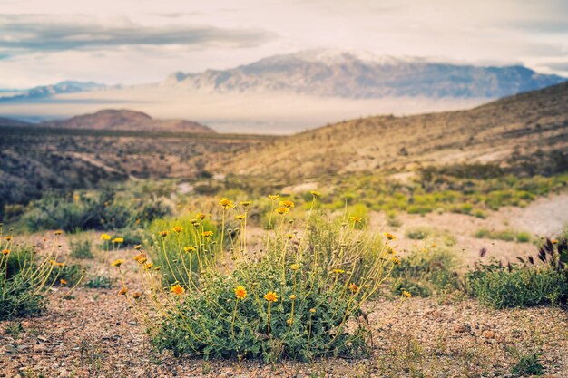 Foto grátis campo de flores sob nuvens brancas durante o dia