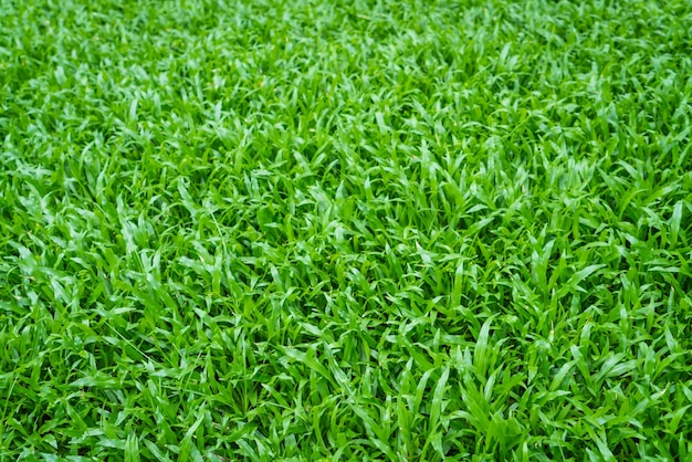Foto grátis campo de grama perto