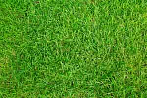 Foto grátis campo de grama textura