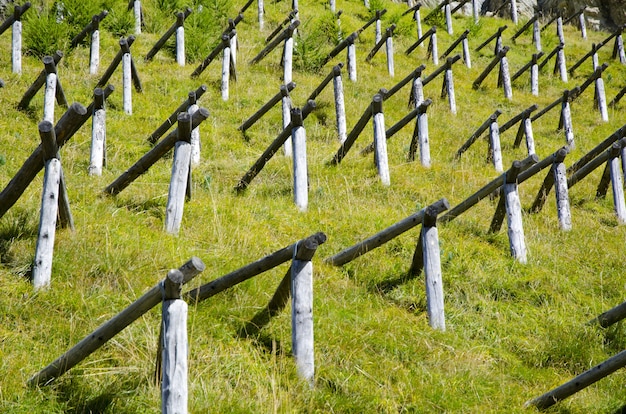 Campo de grama verde com postes de madeira em forma de pirâmide