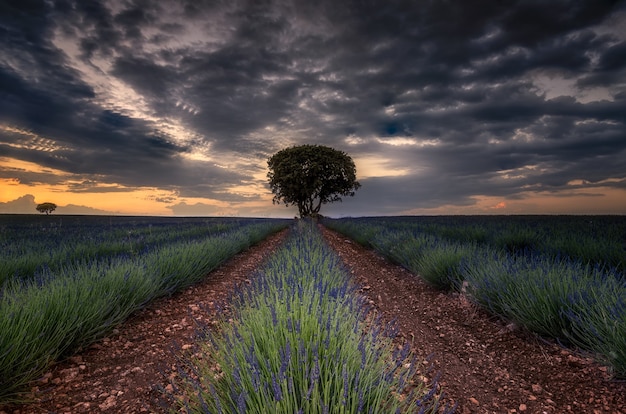 Campo de lavanda à noite