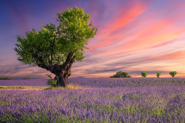 Foto grátis campo de lavanda ao pôr do sol perto de valensole