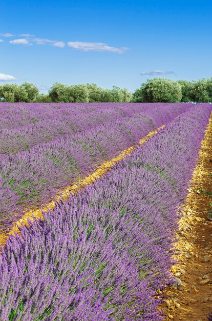 Campo de lavanda com céu azul, França, Europa