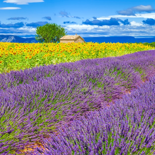 Campo de lavanda e girassol com árvore na frança