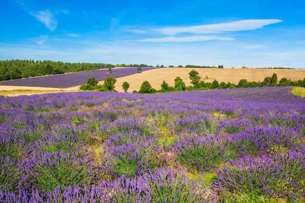 Campo de lavanda e trigo com árvore na Provença, França