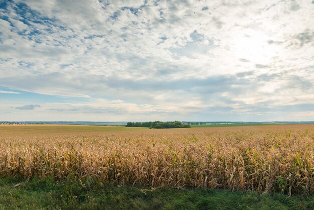 Campo de milho