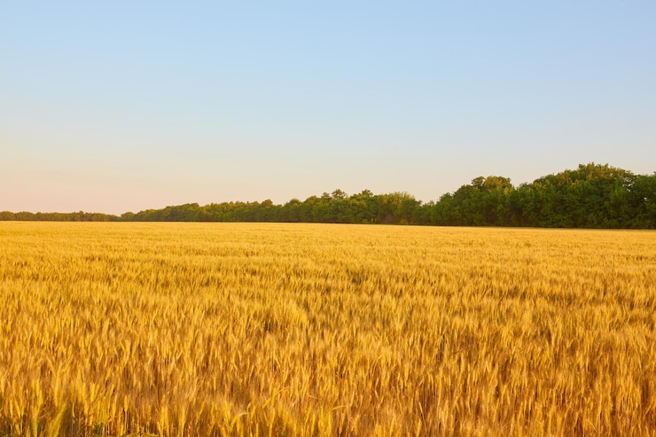 Foto grátis campo de trigo amarelo e céu azul escuro