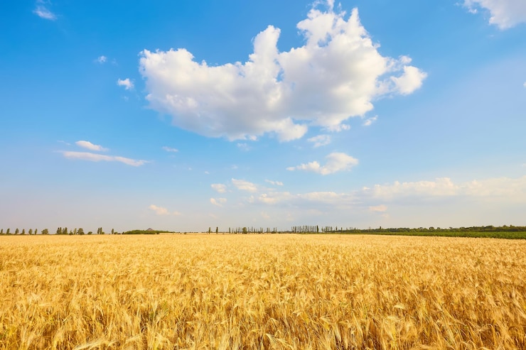 Foto grátis campo de trigo amarelo e céu azul escuro