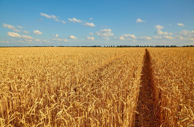 Campo de trigo amarelo e céu azul escuro