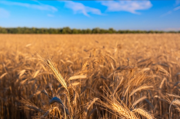 Campo de trigo dourado e dia ensolarado