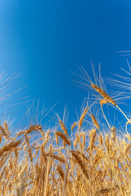 Campo de trigo dourado e dia ensolarado