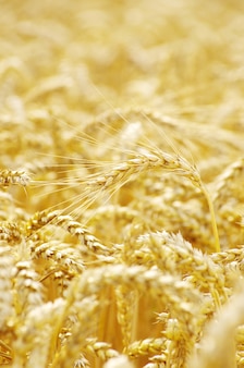 Campo de trigo dourado no verão