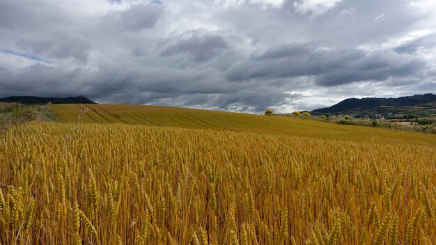 Campo de trigo dourado sob o céu nublado