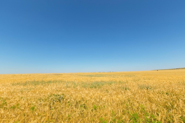 Foto grátis campo de trigo dourado