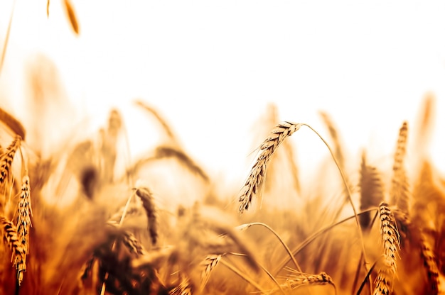 Foto grátis campo de trigo em tons alaranjados