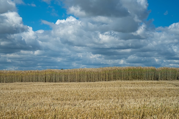 Campo de trigo meio colhido em área rural sob céu nublado