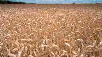Foto grátis campo de trigo sob a luz do sol em essex, reino unido