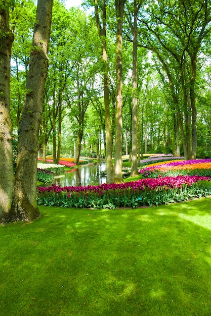 Campo de tulipa em jardins de Keukenhof, Lisse, Holanda