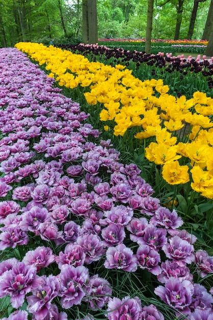 Campo de tulipa em jardins de Keukenhof, Lisse, Holanda