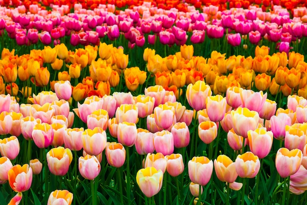 Campo de tulipa em jardins Keukenhof, Lisse, Holanda