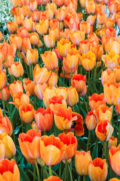 Campo de tulipas nos jardins de Keukenhof, Lisse, Holanda