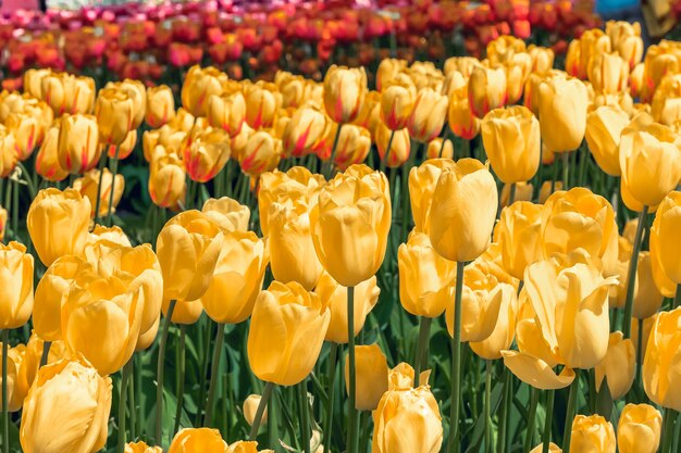 Campo de tulipas nos jardins de Keukenhof, Lisse, Holanda