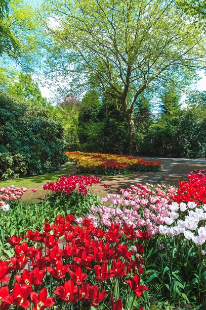 Campo de tulipas nos jardins de Keukenhof, Lisse, Holanda