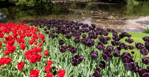 Foto grátis campo de tulipas nos jardins keukenhof, lisse, holanda