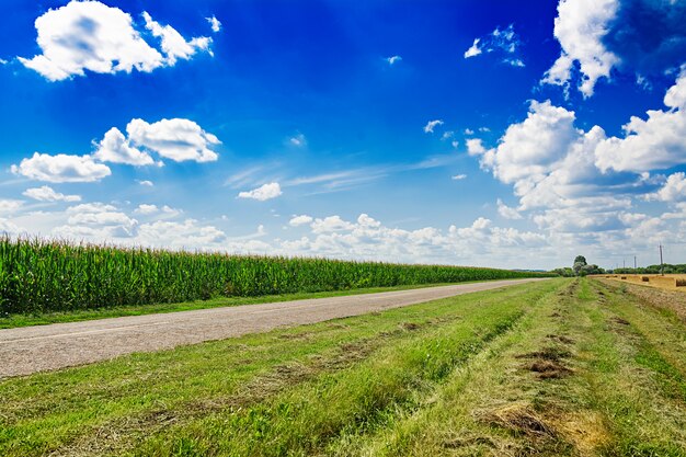 Campo de verão contra o céu azul. Paisagem bonita.