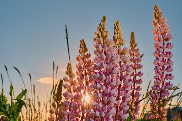 Campo de verão lindas flores tremoços no prado contra o céu azul Flores silvestres ao sol fundo de verão