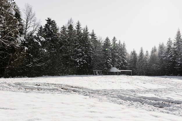 Campo ensolarado na floresta de inverno